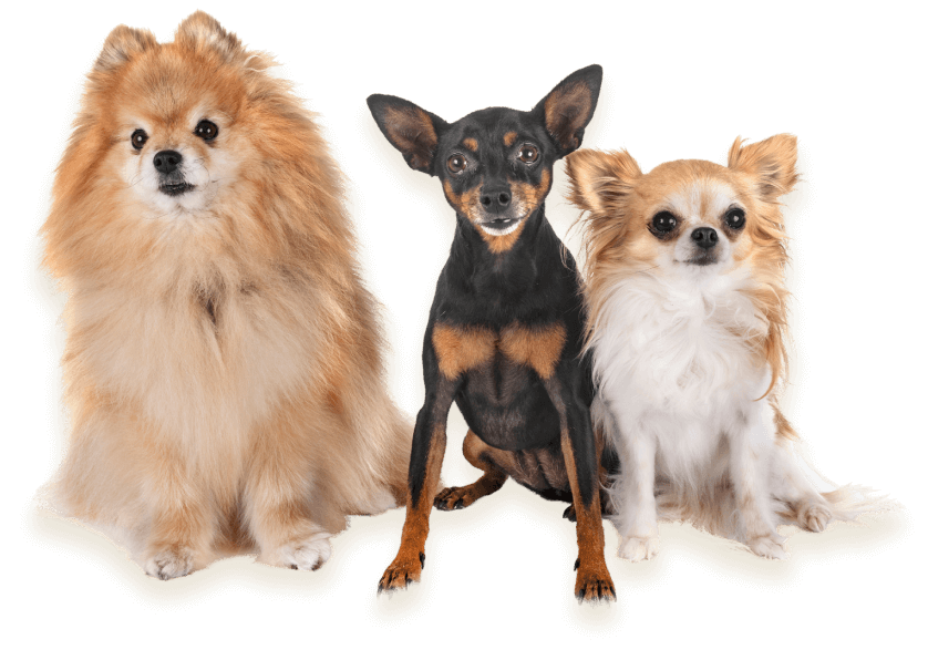 pooper scooper service