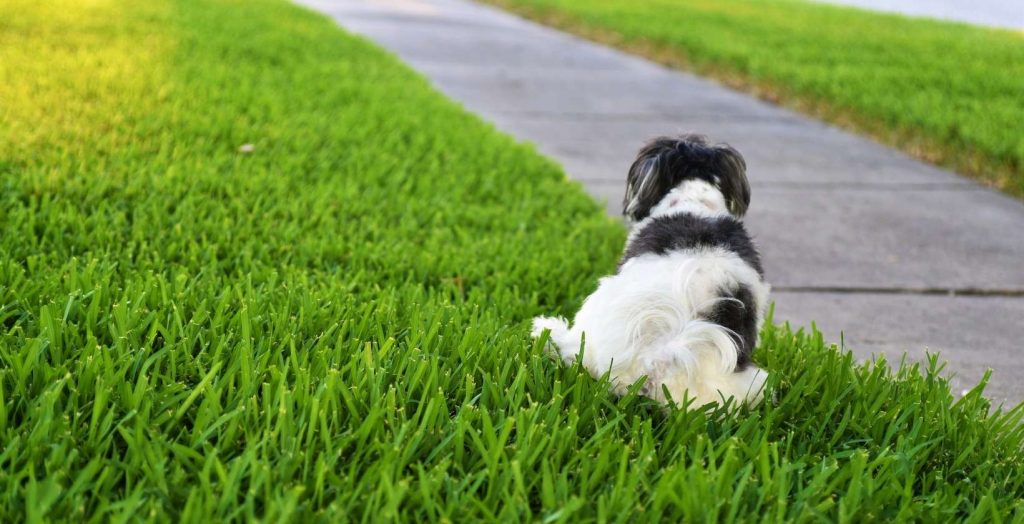 Does Dog Urine Kill Grass